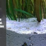 Black Spots In Aquarium Sand