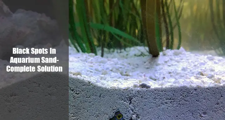 Black Spots In Aquarium Sand
