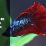 Black Spots On Betta Fins
