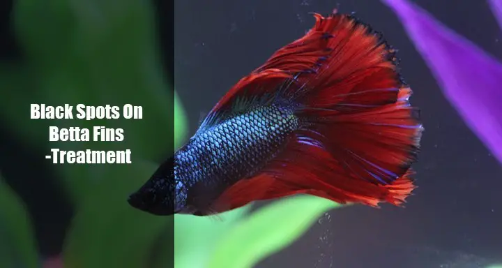 this-guy-has-yellow-spots-on-his-fins-betta-fish-fish-betta