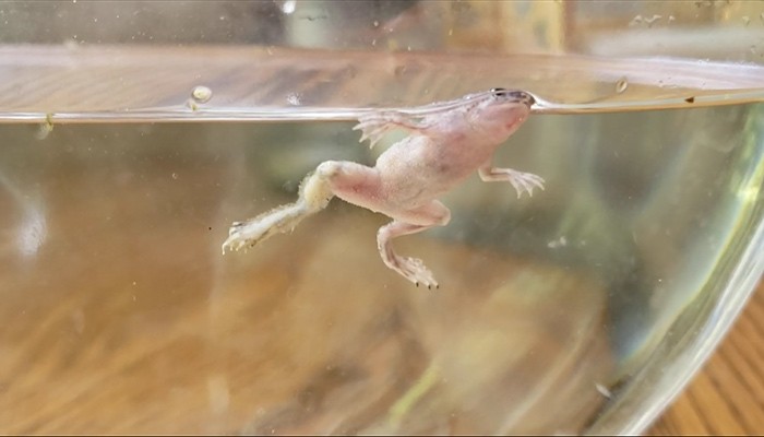 African Dwarf Frog Broken Leg Treatment: 6 Causes Behind It