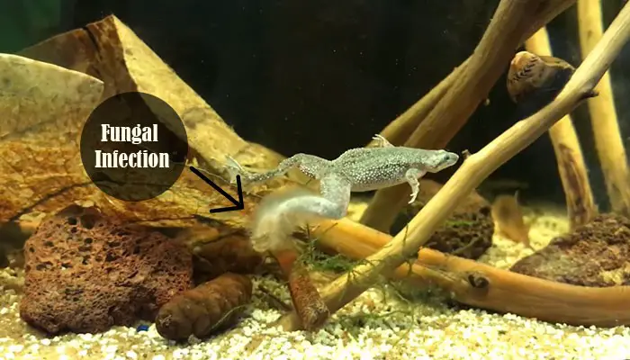African Dwarf Frog Fungal Infection Treatment