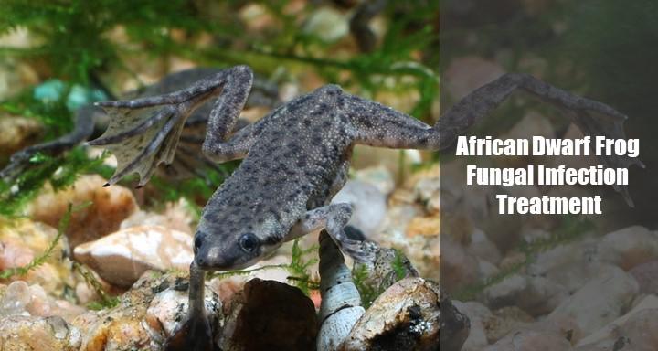 African Dwarf Frog Fungal Infection Treatment