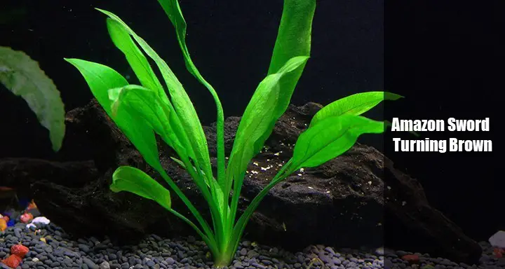 Amazon Sword Turning Brown