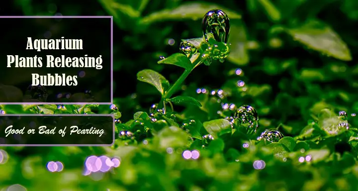 Aquarium Plants Releasing Oxygen Bubbles