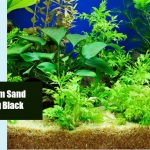 Aquarium Sand Turning Black