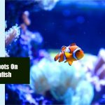 Black Spots On Clownfish