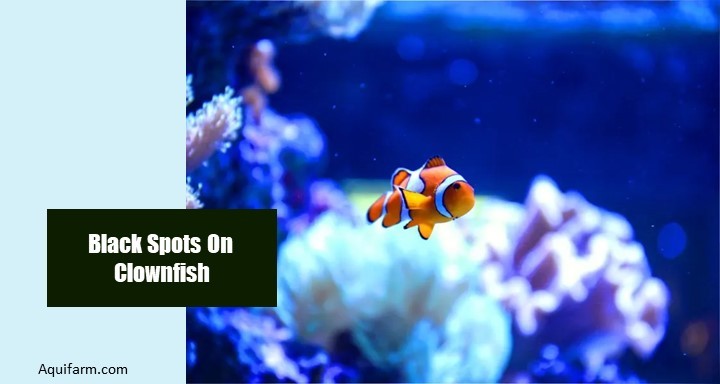 3-causes-behind-black-spots-on-clownfish-with-solutions