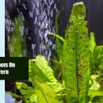 Black Spots On Java Fern