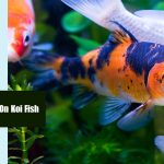 Black Spots On Koi Fish