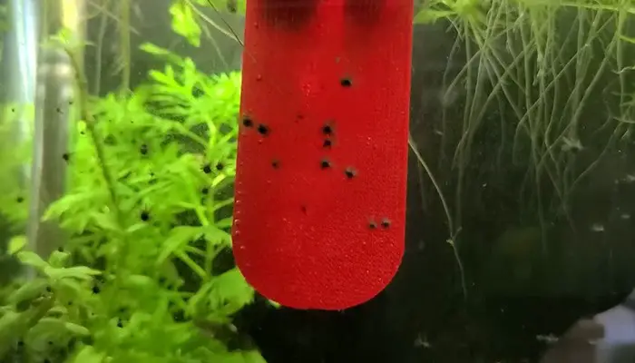 black spots in aquarium glass