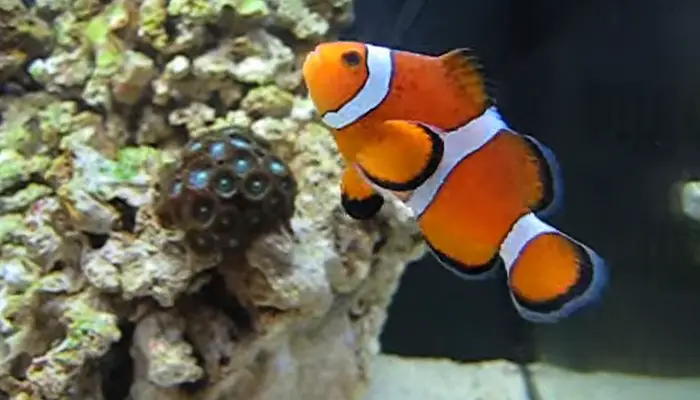 3-causes-behind-black-spots-on-clownfish-with-solutions