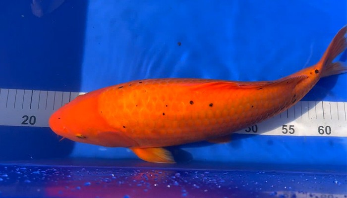 Koi Fish Black Spots on Body