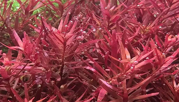 pearling by the aquarium plant