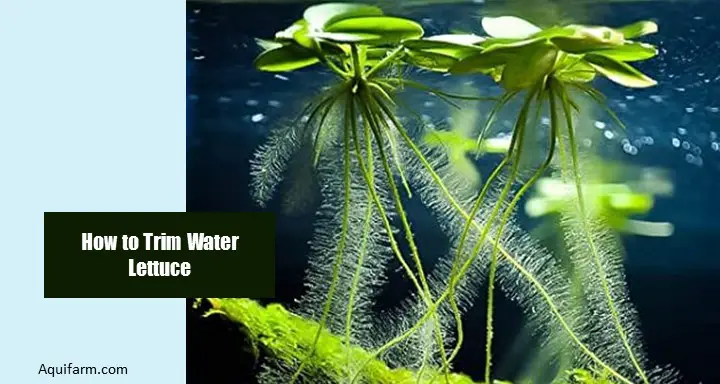 How to Trim Water Lettuce
