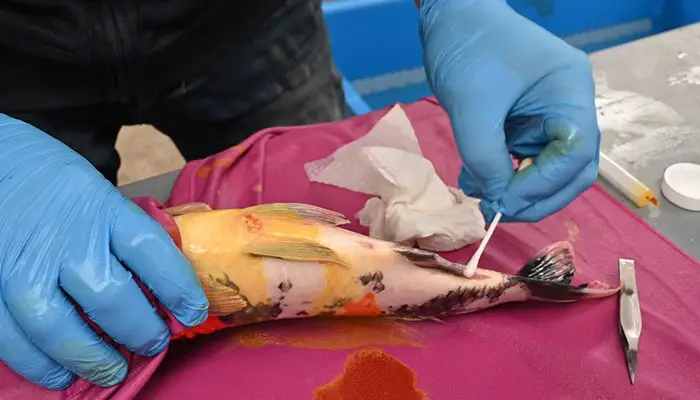 Koi Fish Injury Treatment