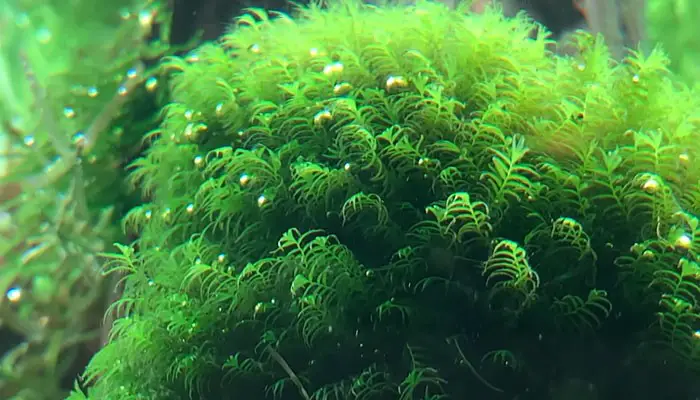 What Is Pearling In Aquarium