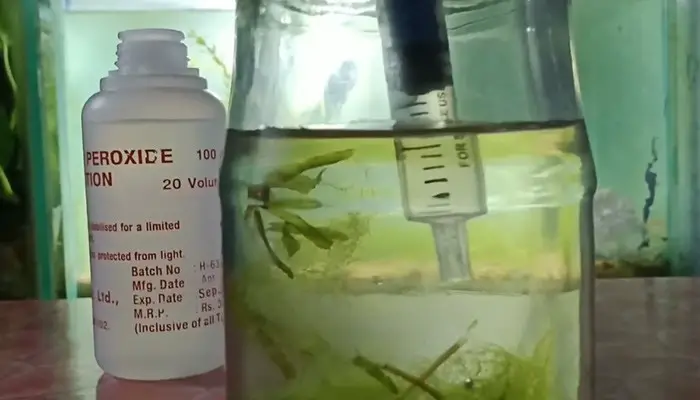 remove fungus from aquarium