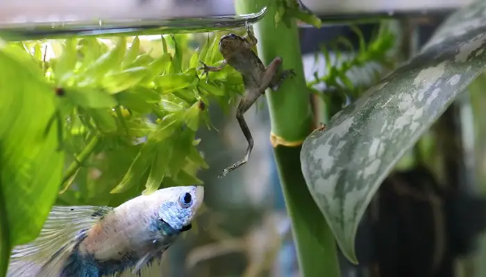 African dwarf frog going up to breathe fresh air