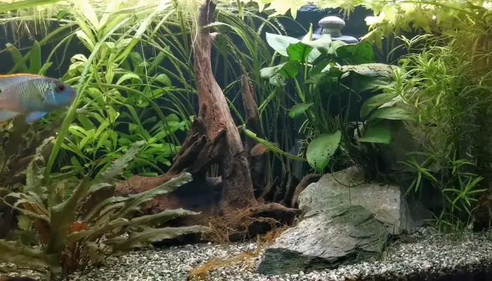 Aquarium Driftwood Won't Sink:10 Easy Ways to Fix It