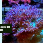 Why Duncan Coral Not Opening