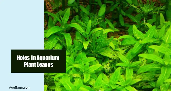 aquarium plant holes in leaves