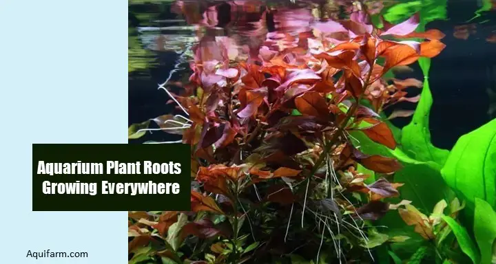 aquarium plant roots growing everywhere