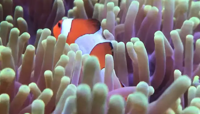 clownfish in anemone