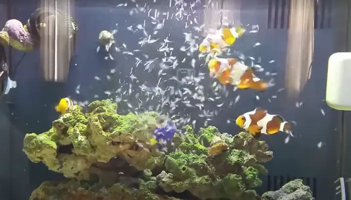 providing healthy food for clownfish