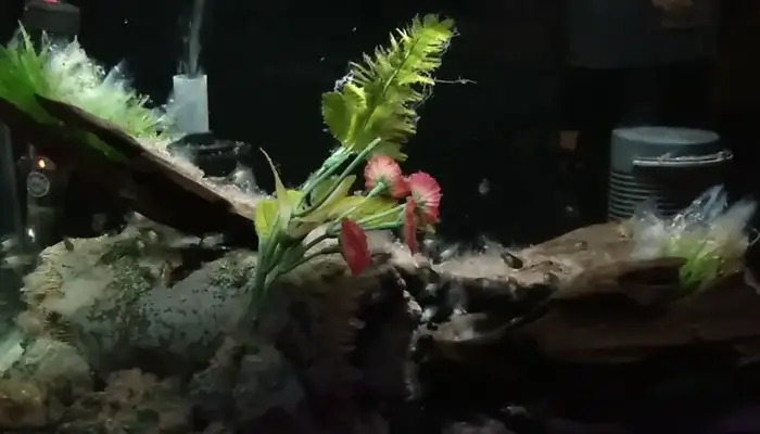 Fungal attack in aquarium plants