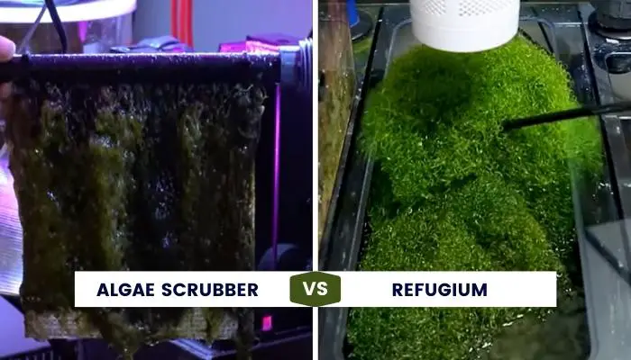 Algae Scrubber vs Refugium