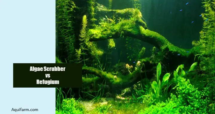 Growing Algae in aquirium