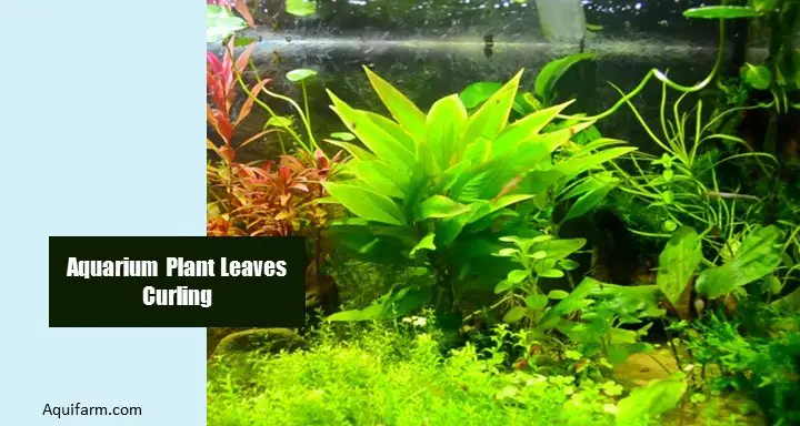 Aquarium Plant Leaves Curling