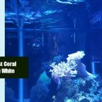Birdsnest Coral Turning White