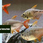Black Spots on Tetra Fish