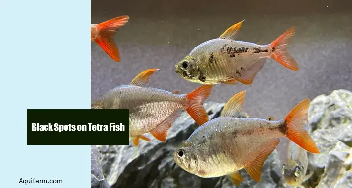 Black Spots on Tetra Fish