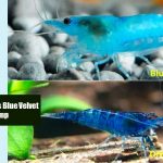 Blue Dream Vs Blue Velvet Shrimp