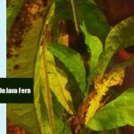 Brown Spots On Java Fern