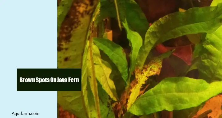 Brown Spots On Java Fern