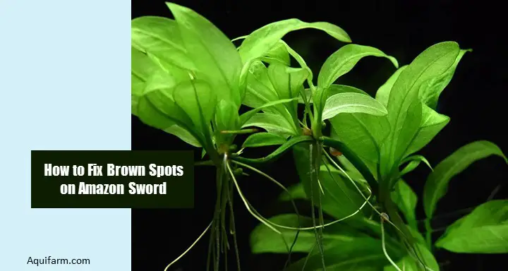 How to fix Brown Spots on Amazon Sword