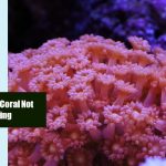 Flower Pot Coral Not Opening