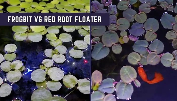 Difference Between Frogbit and Red Root Floater