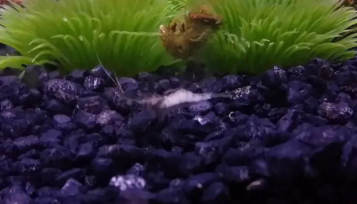 ghost shrimp eyes and body turn white