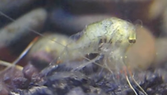 Molting process of ghost shrimps