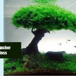 How To Anchor Java Moss