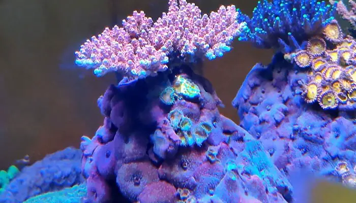 Coral on Rock