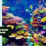 How To Make Corals More Colorful