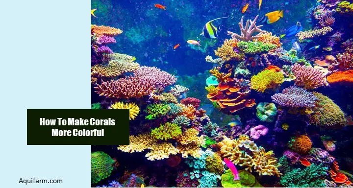 How To Make Corals More Colorful: 6 Tips for Vibrant Coral