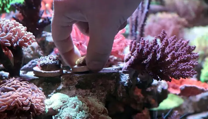 mounting coral frags on rock with coral glue