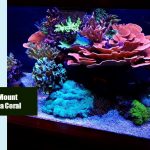 How To Mount Montipora Coral